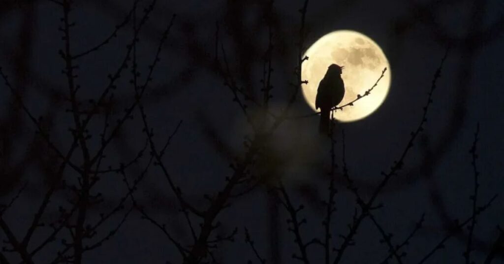 Spiritual Meaning of Birds chirping at night (1)