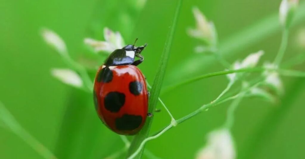 What Does It Mean When a Ladybug Crosses Your Path?