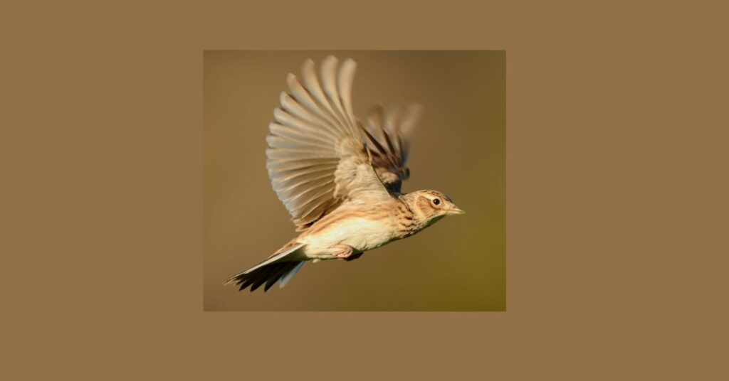 Brown Bird Flies in Your House: Spiritual Meaning