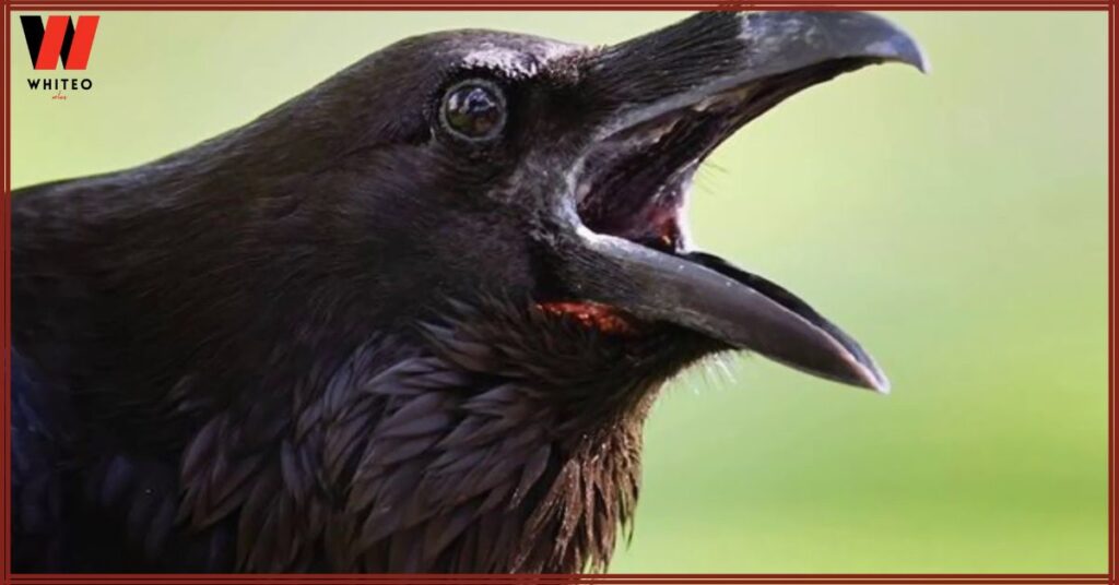 Core Spiritual Meanings of a Crow Cawing at You