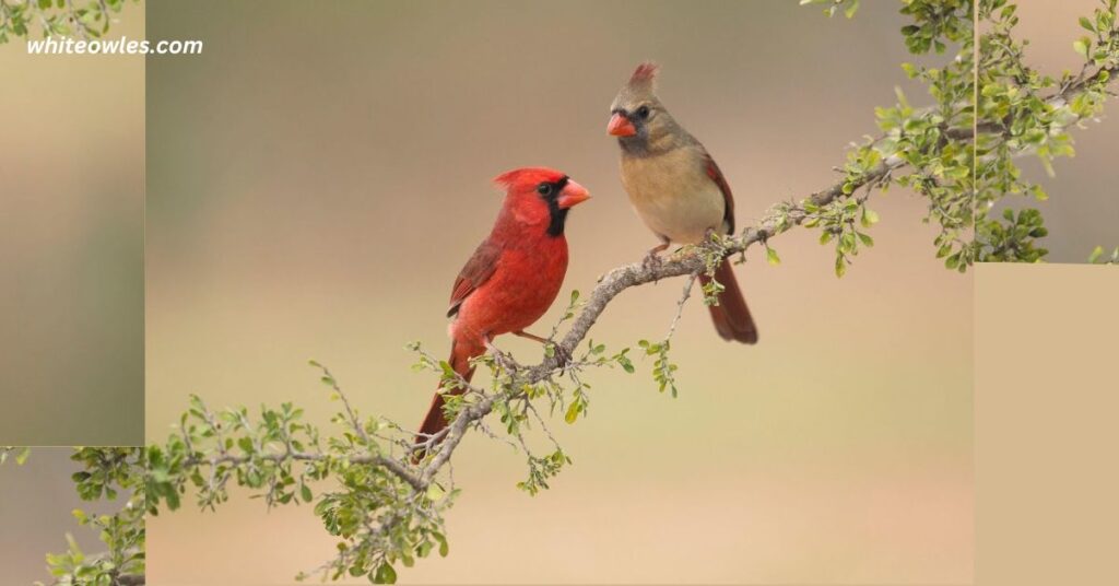 Diet and Feeding Habits: What Do They Eat?