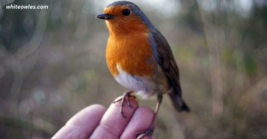 Habitat Preferences: Where Do They Live?