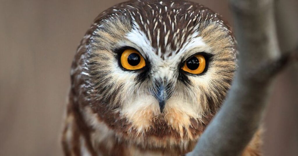 Hearing an Owl at Night Spiritual Meaning