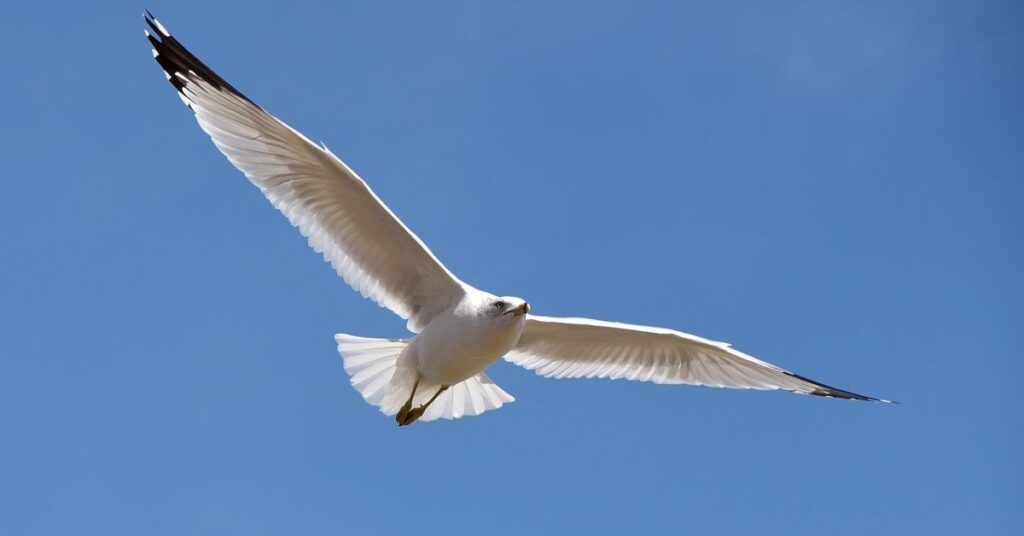 Important Considerations When Birds Flying Into House