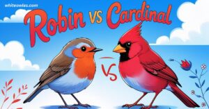 Robin vs Cardinal: Everything you need to know