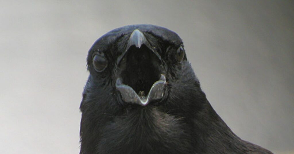 Time-Specific Spiritual Meanings of Crow Cawing