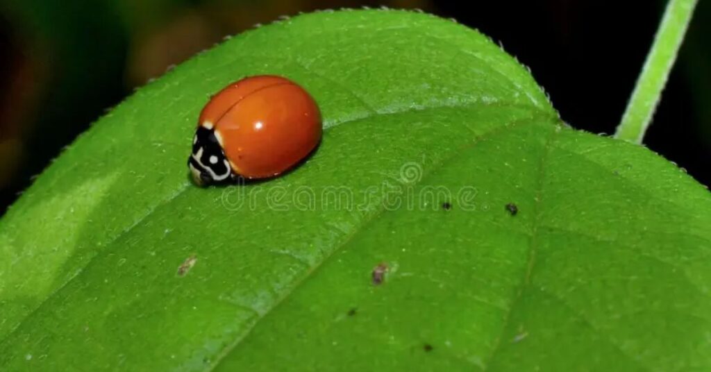 What Does a Ladybug Symbolize