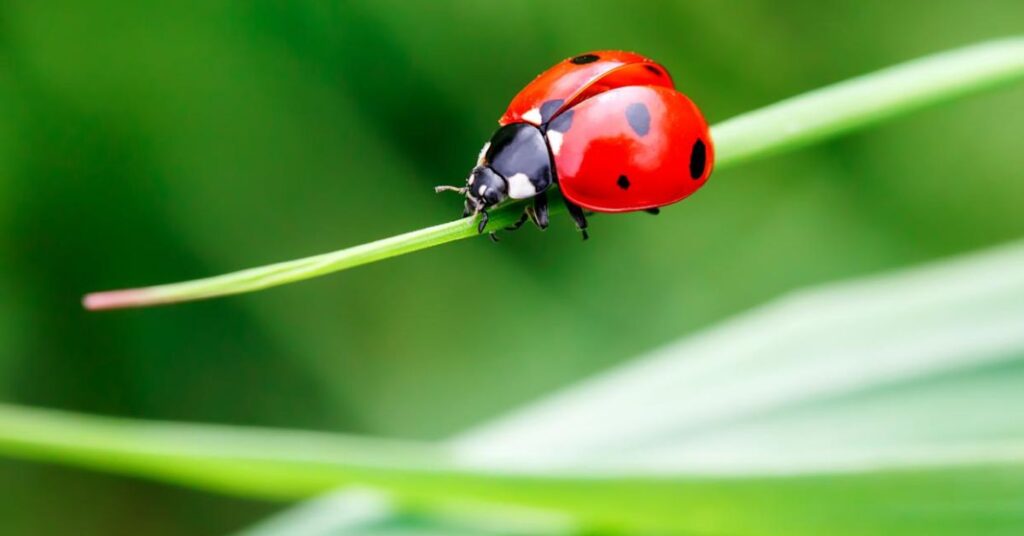 What Does It Mean When a Ladybug Lands on You