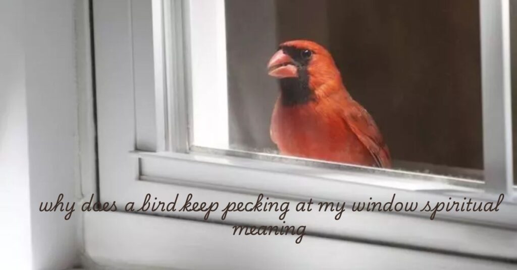 why does a bird keep pecking at my window spiritual meaning